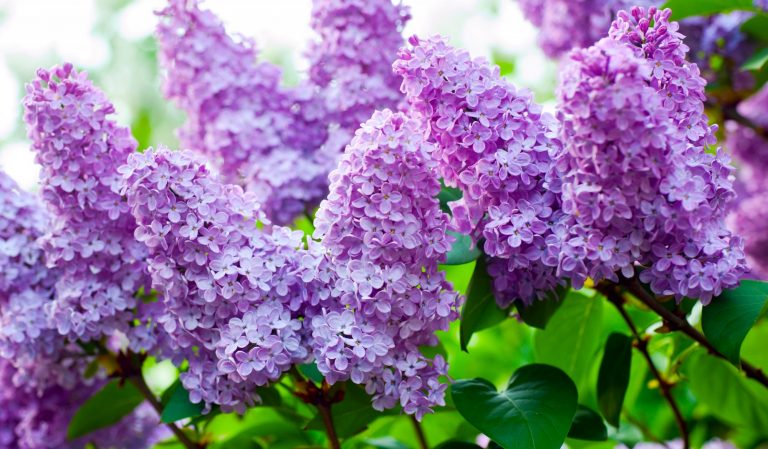 Сирень расцветет посреди зимы