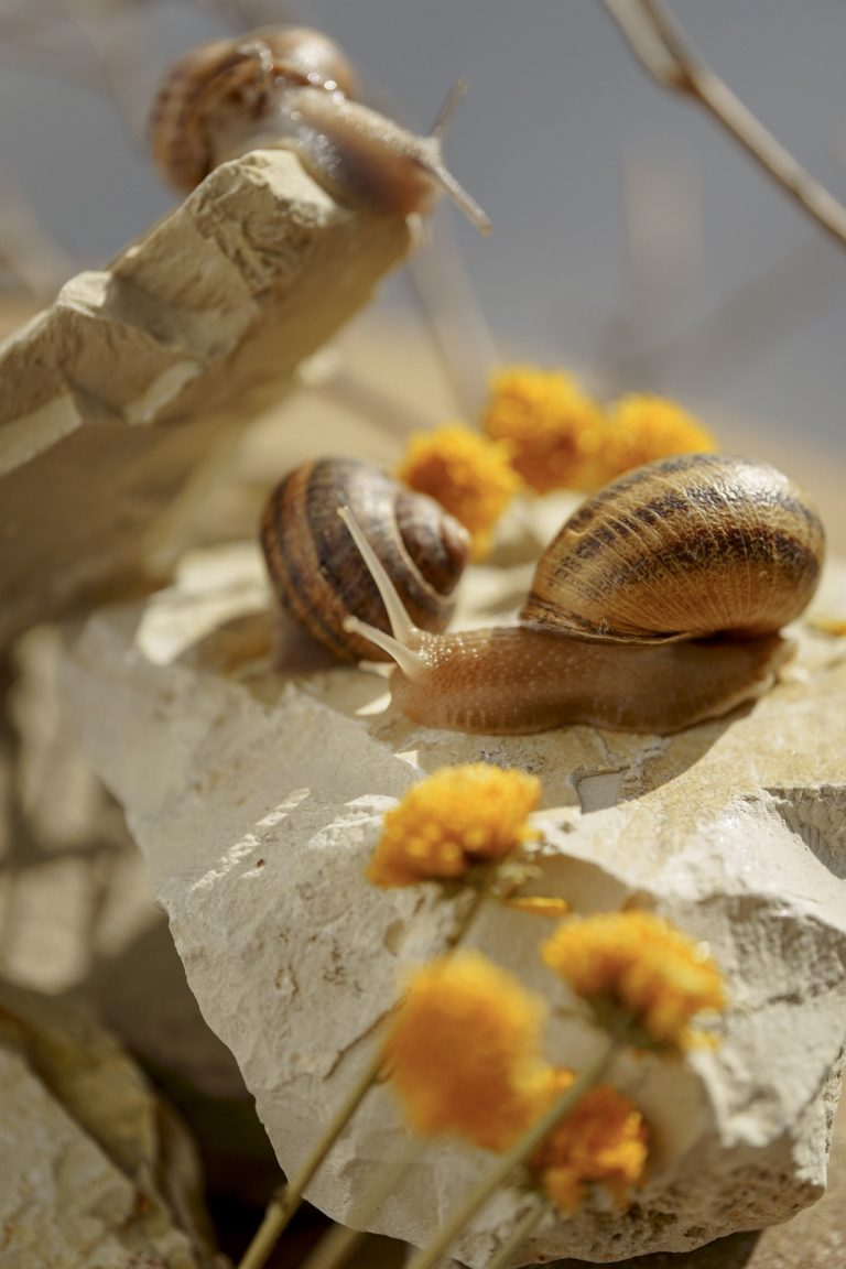 Улитки — ингредиент косметики нового поколения