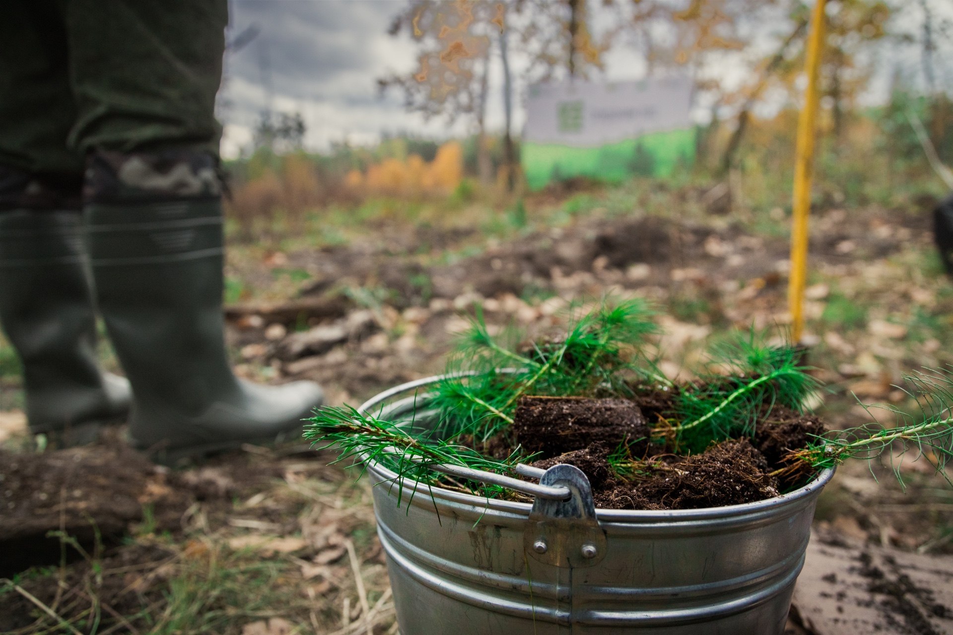 «Кофемания» – за спасение леса