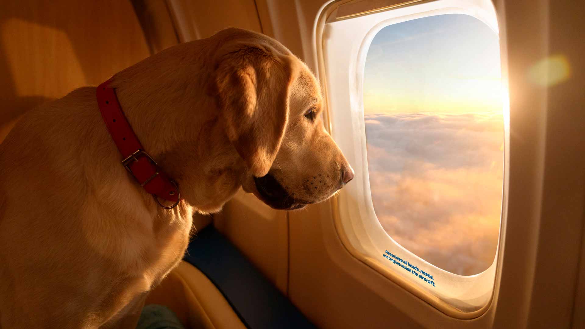 Gulfstream G550 для домашних любимцев