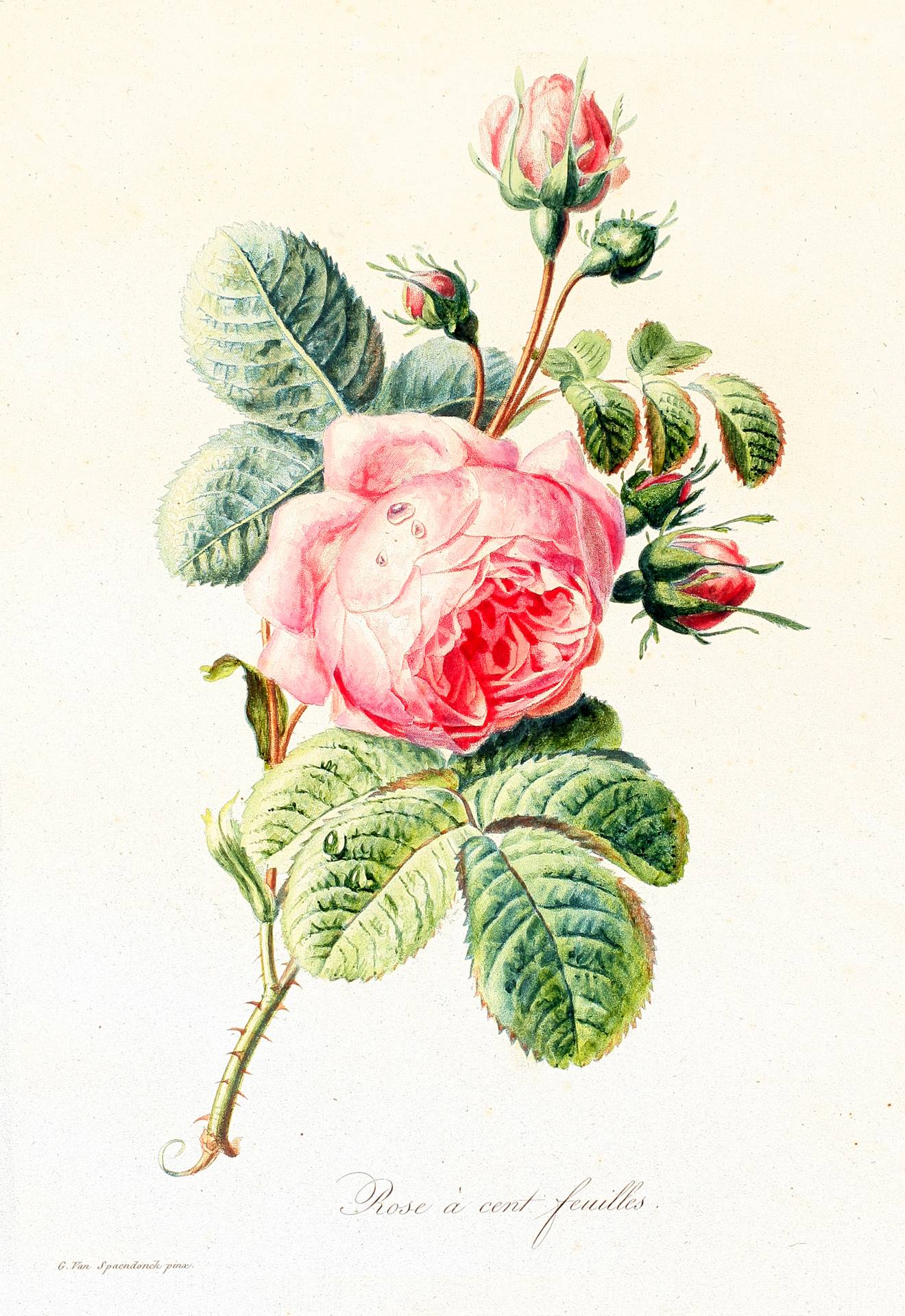 Выставка. Архангельское продолжает Фестиваль роз