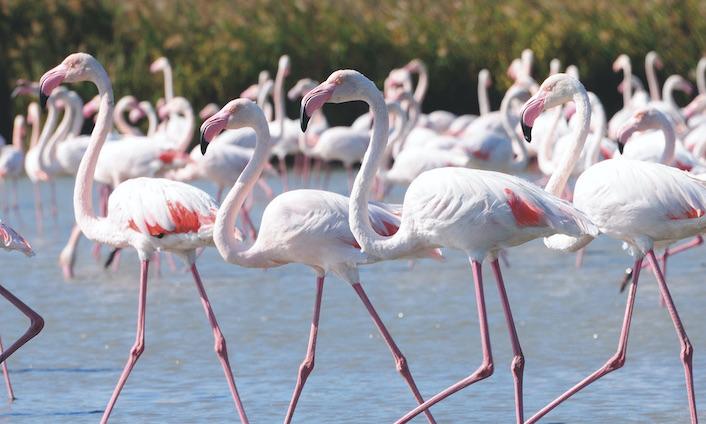 На Кипр за фламинго!