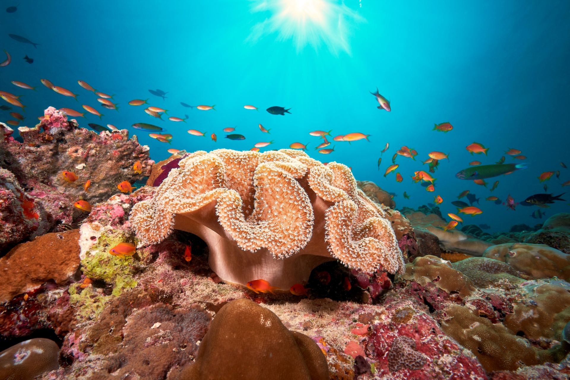 Cora Cora Maldives восстановит кораллы