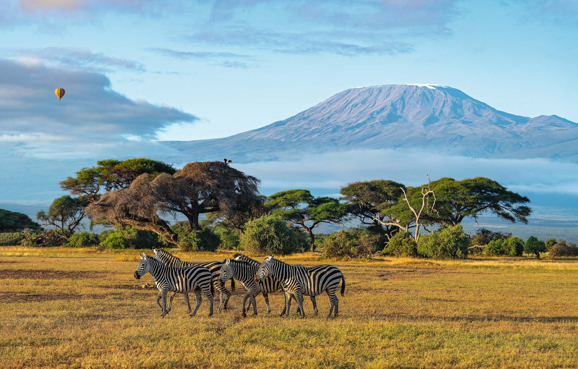 Африканские страсти